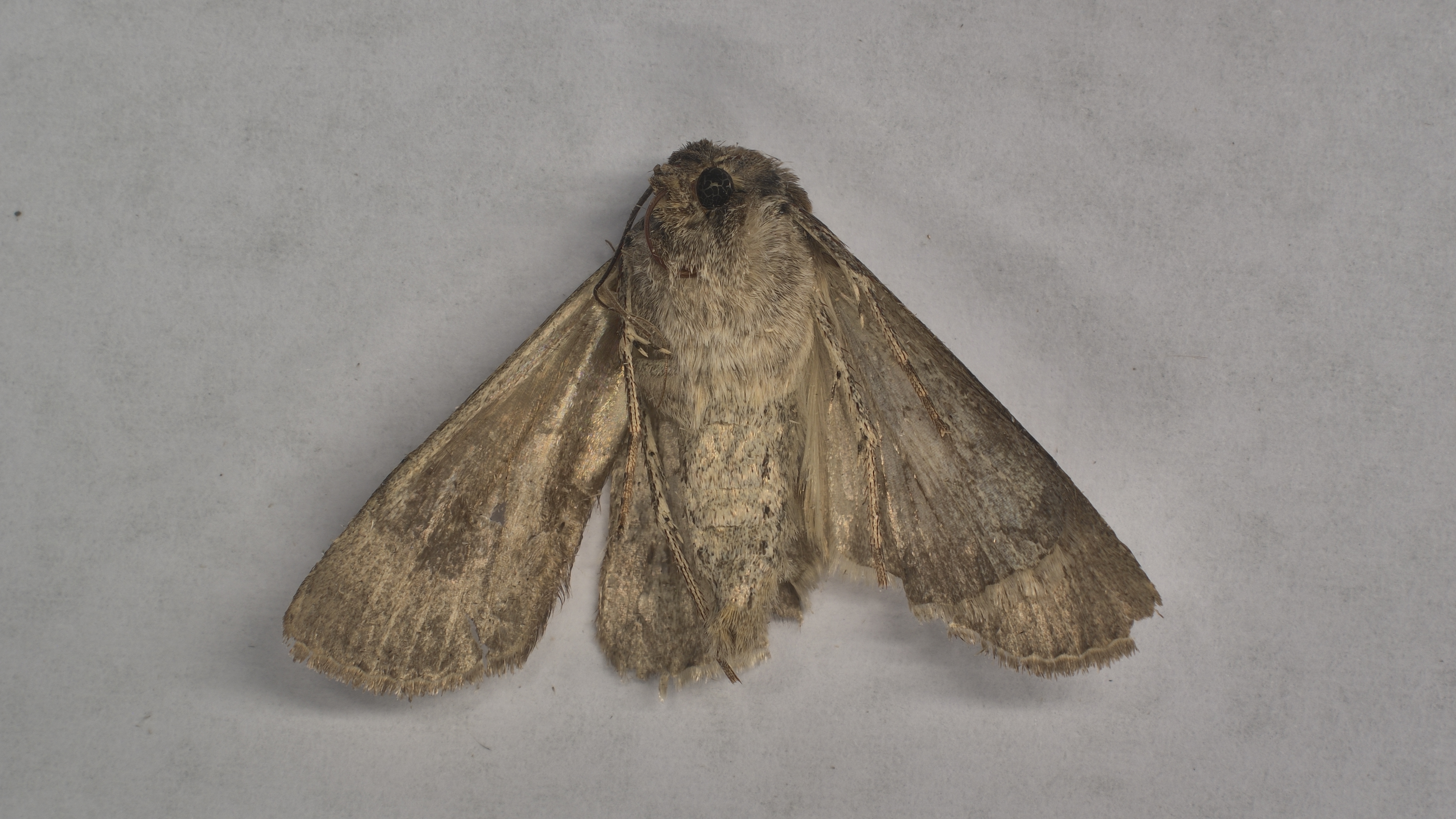 Scientific research/laboratory imaging Scientific research/laboratory imaging