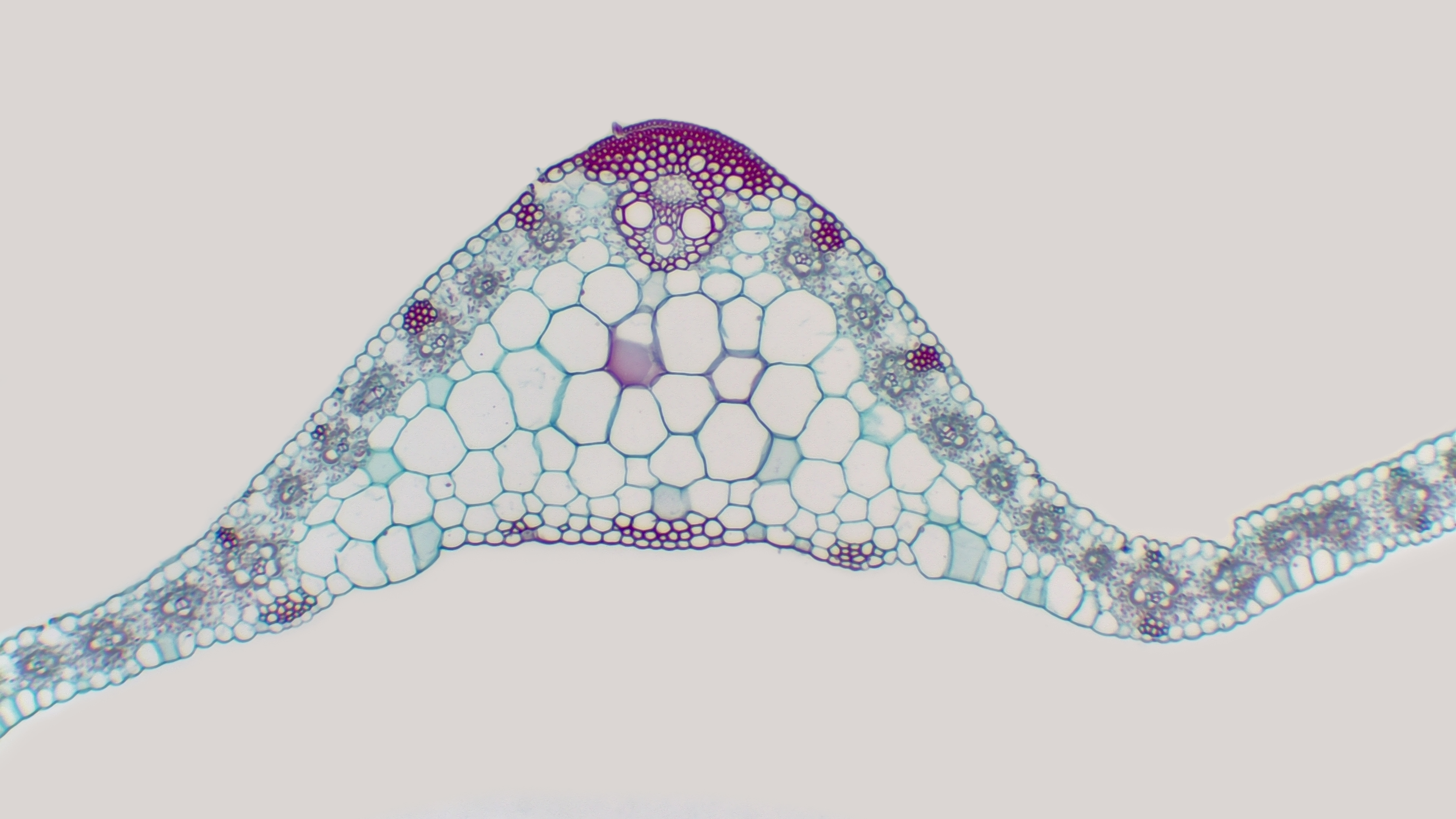 Plant root and stem research Plant root and stem research