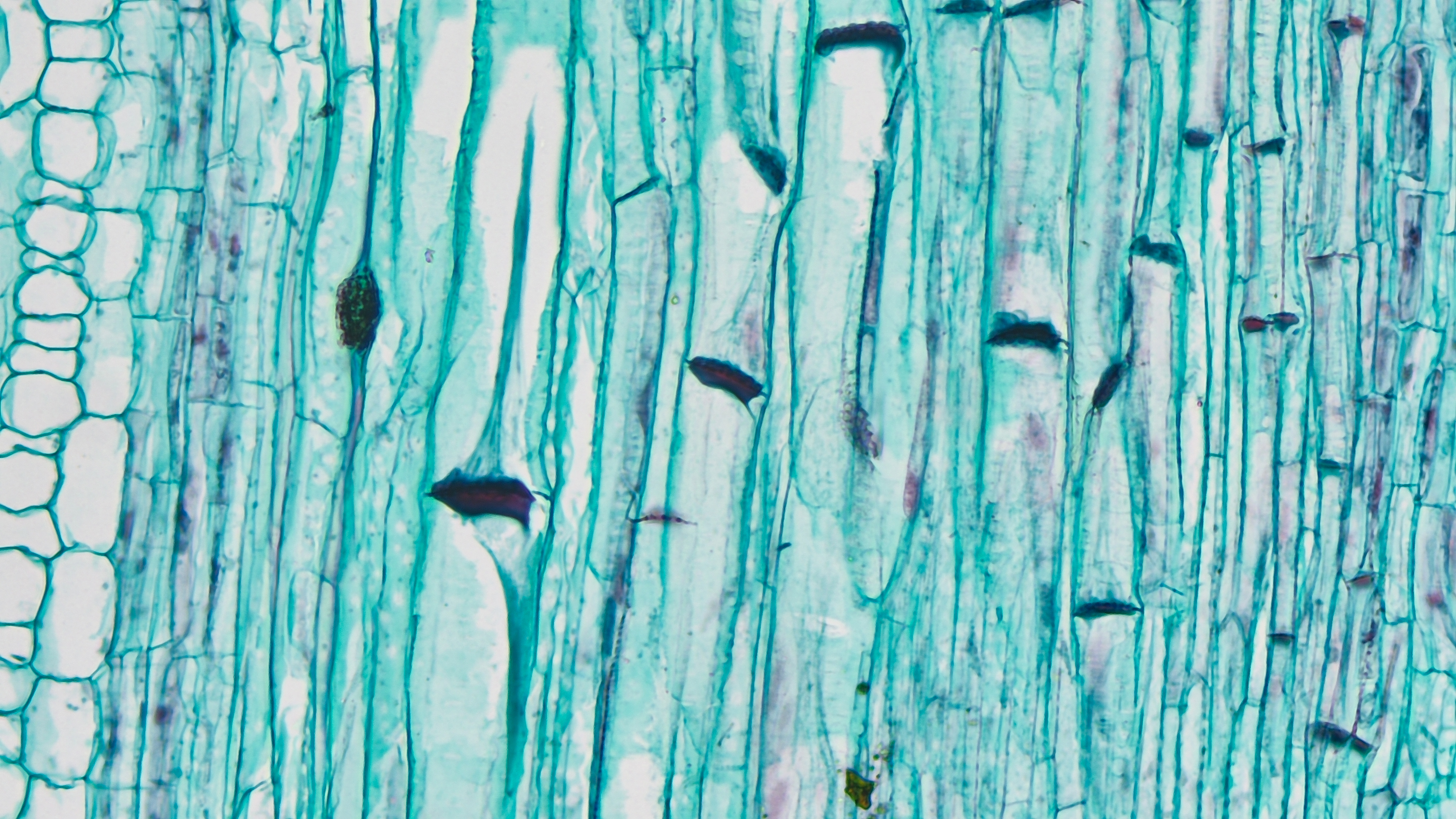 Plant root and stem research Plant root and stem research