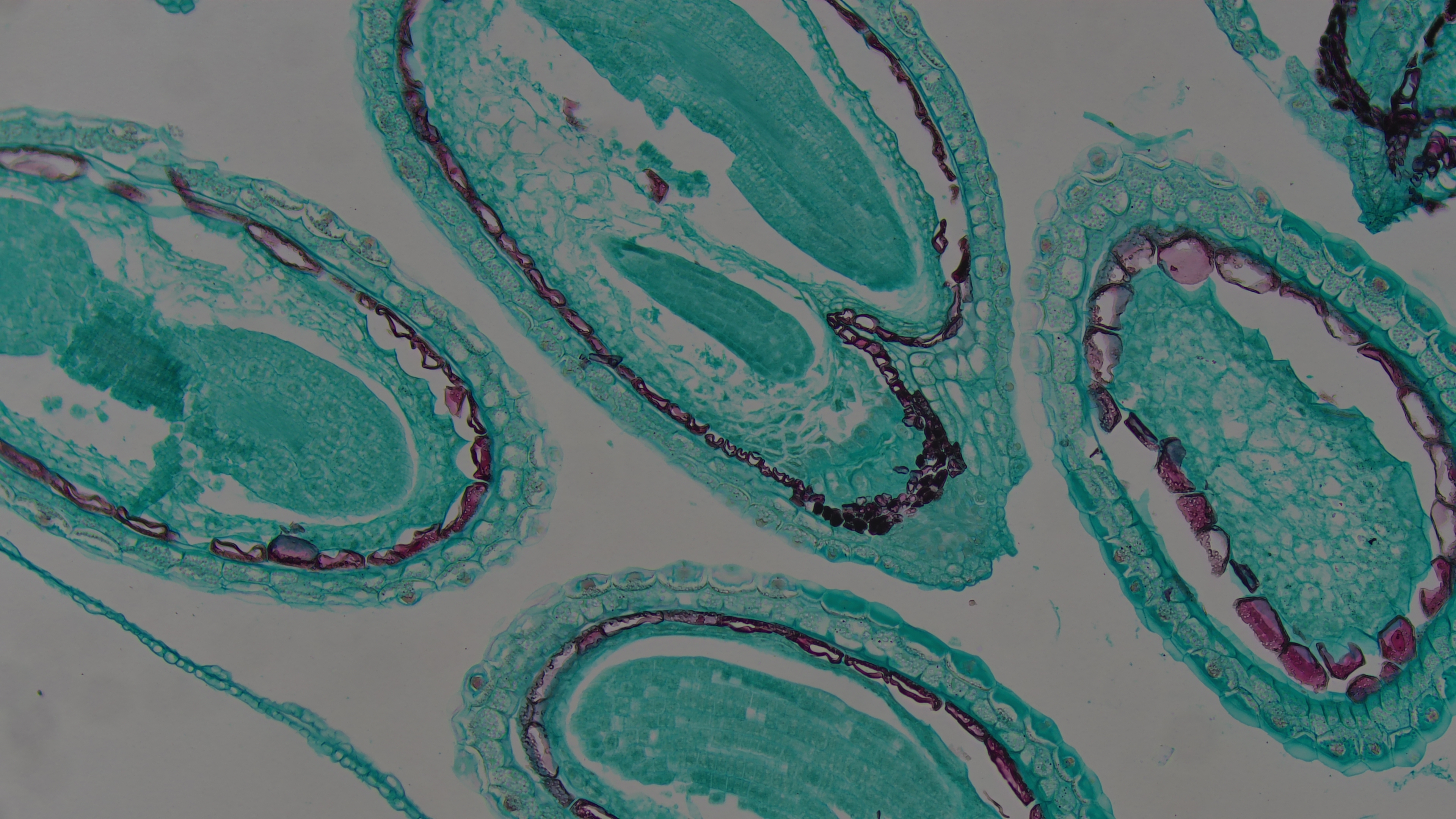 Mature Capsella embryo cross-section Mature Capsella embryo cross-section