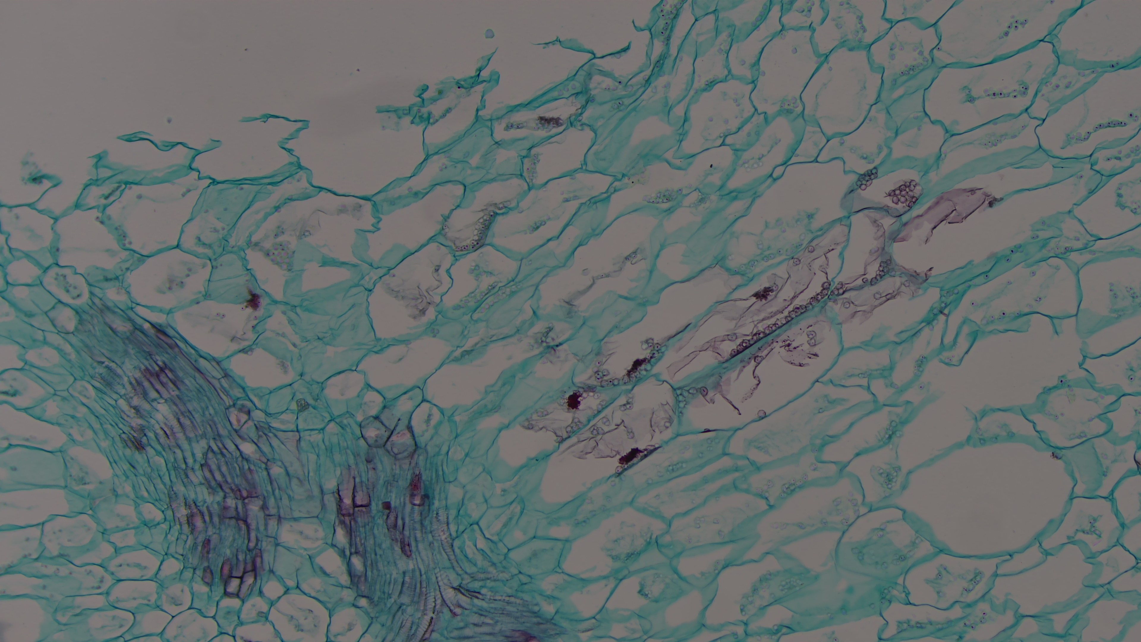 Pear cross-section showing stone cells Pear cross-section showing stone cells