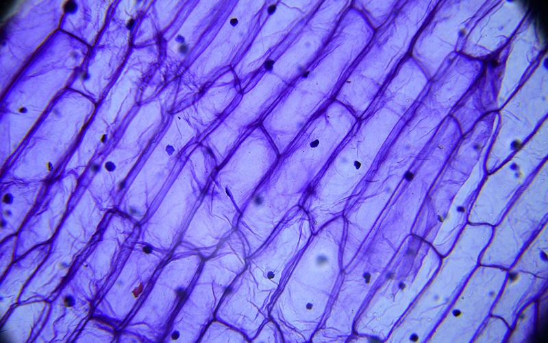 Scientific Imaging
