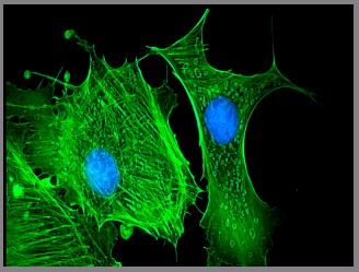 ToupTek Photonics ToupTek Photonics