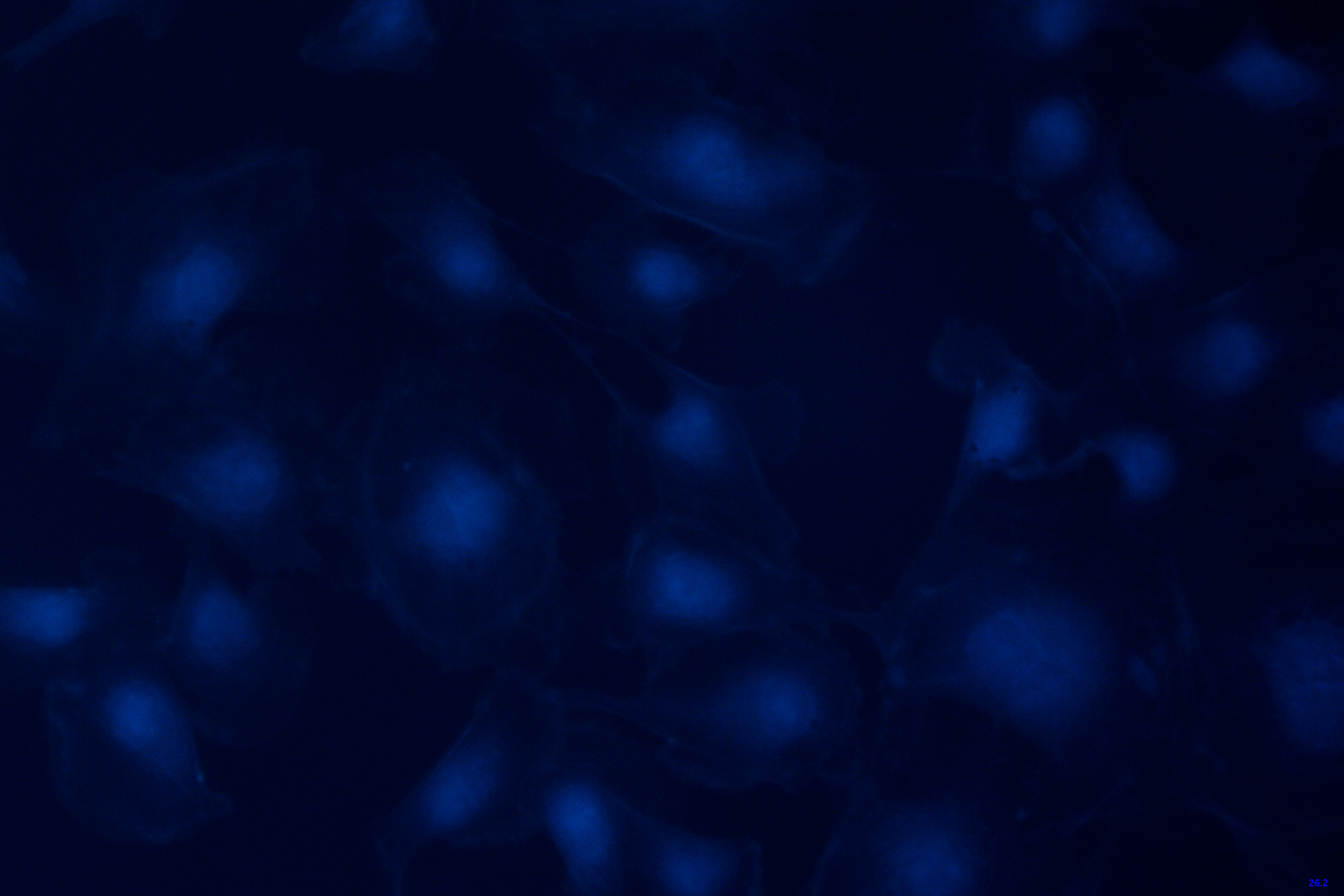 Cells Recorded by Microscope Camera