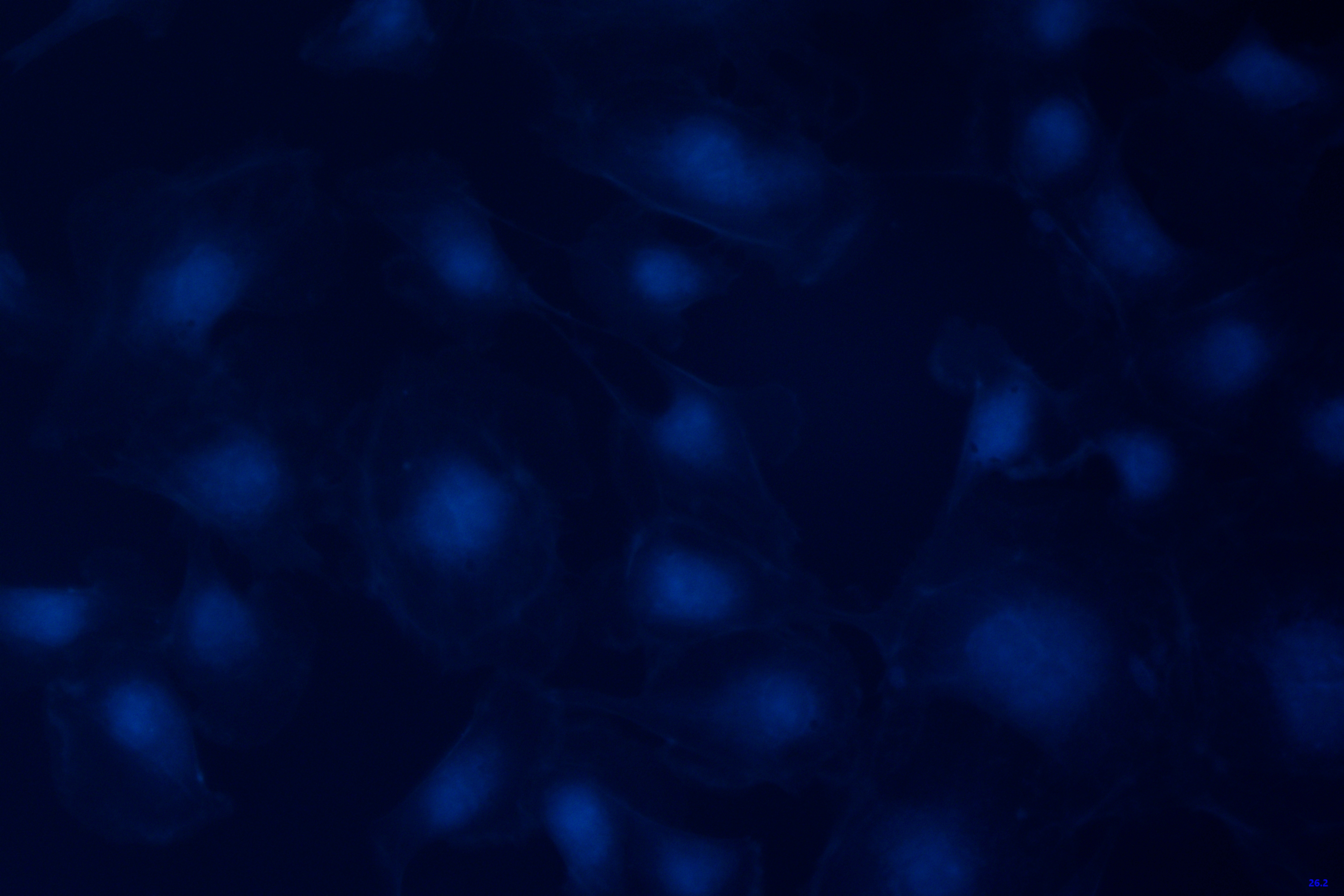 The cells captured by the ToupTek microscope camera