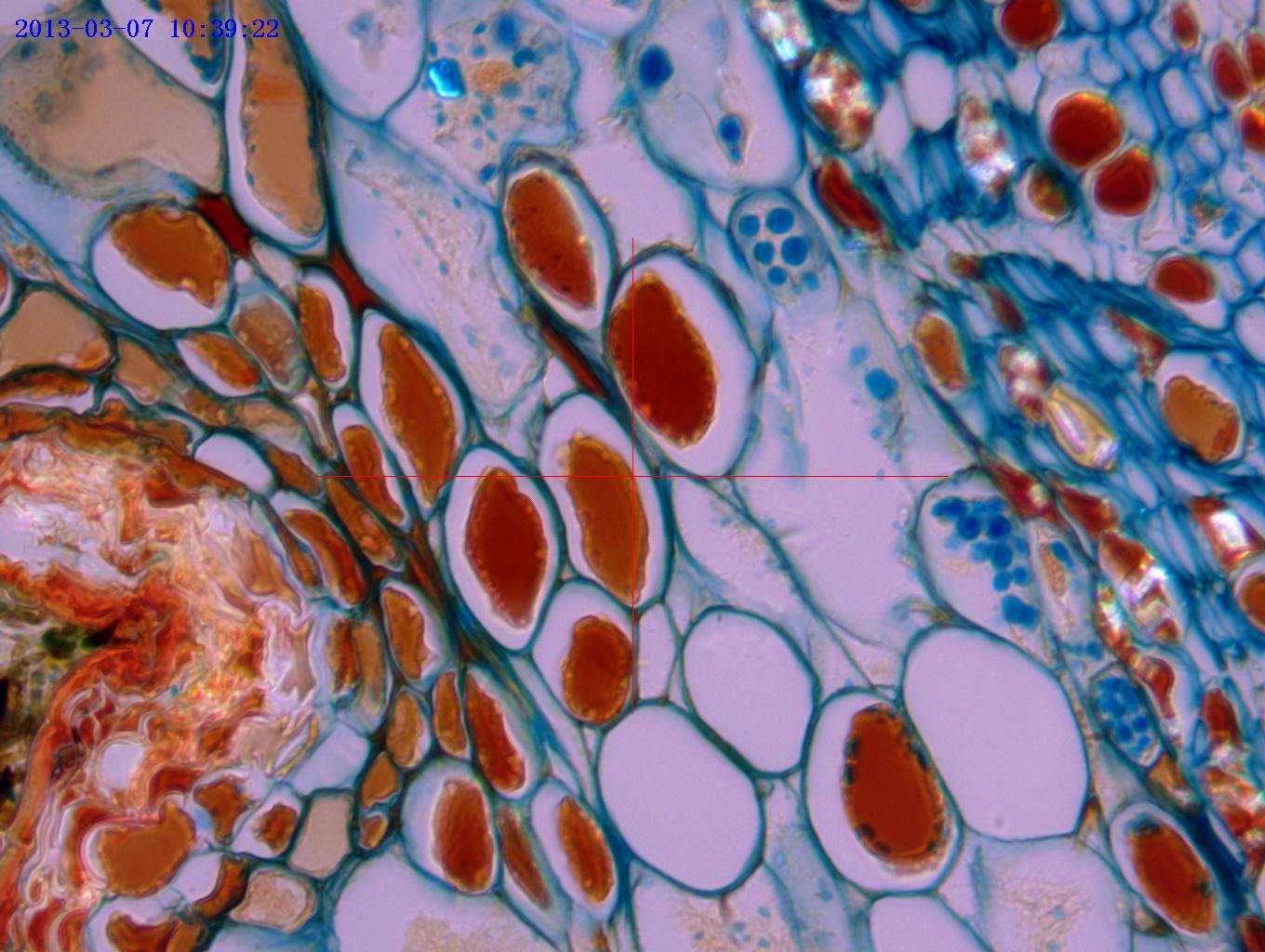 Microscope Camera Microscope Camera