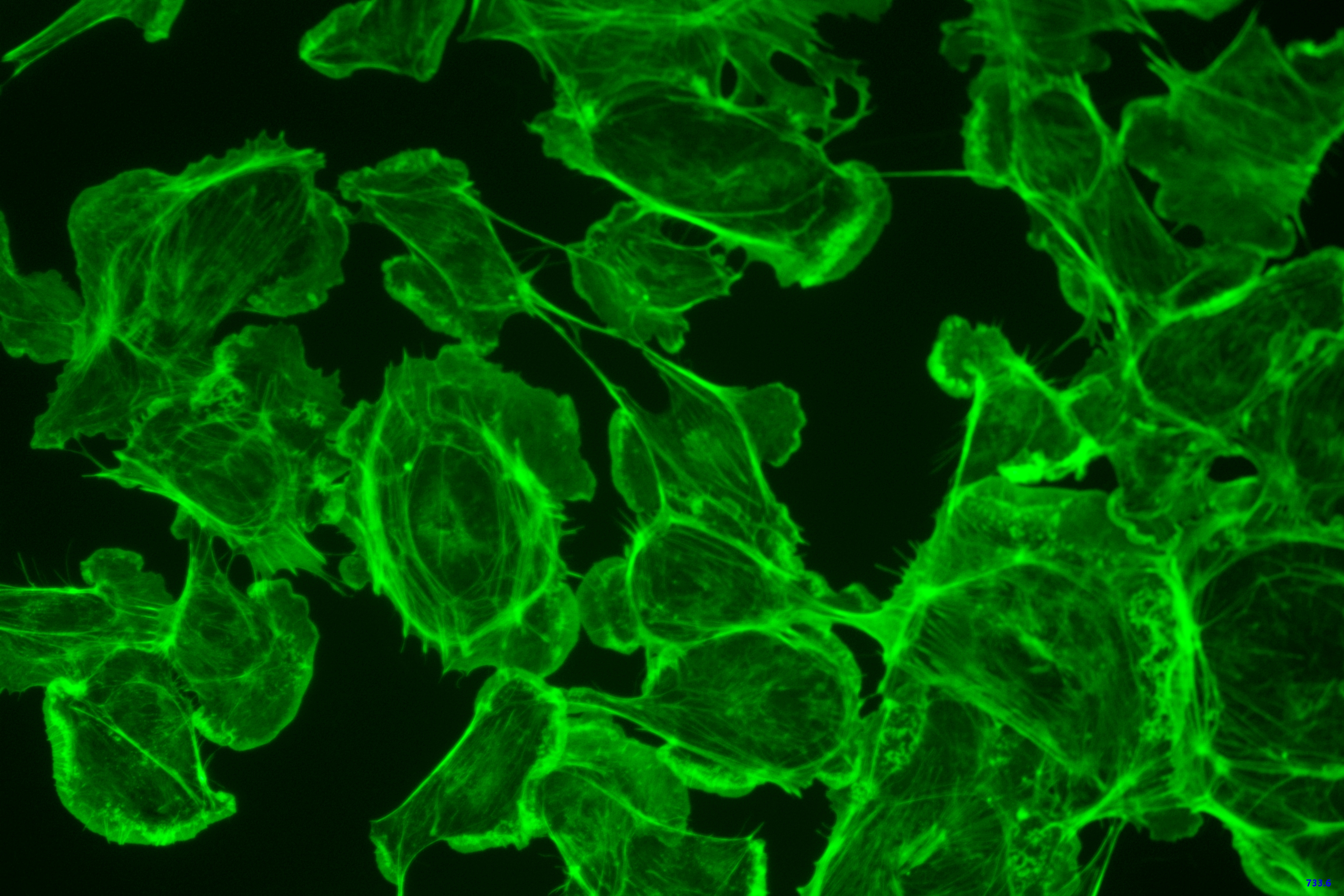 The cells captured by the ToupTek microscope camera